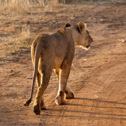 Kenya : A la découverte des Parcs Kenyans