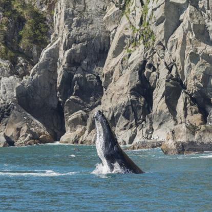 Alaska - Kenai Fjords National Park Voyage en Alaska - Destination Grand Ouest et Alaska