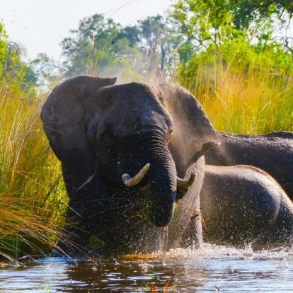 Voyage au Botswana : Okamana, Okavango à Mana Pools