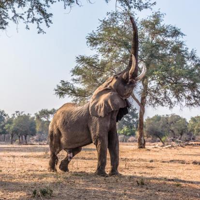 Voyage au Botswana : Okamana, Okavango à Mana Pools