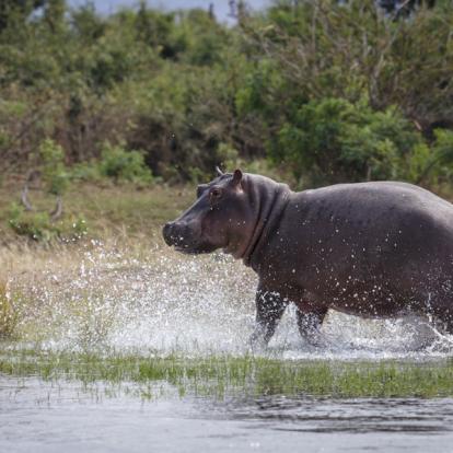 Circuit au Botswana : Okamana, Okavango à Mana Pools