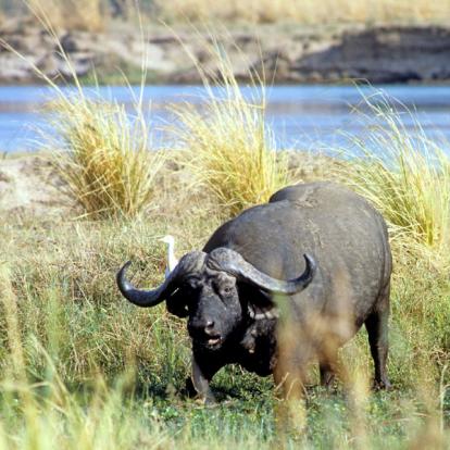 Voyage au Botswana : Okamana, Okavango à Mana Pools
