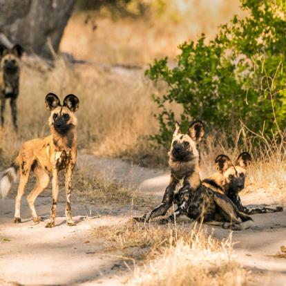 Circuit au Botswana : Okamana, Okavango à Mana Pools
