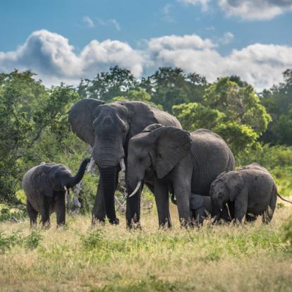 Voyage en Afrique du Sud - afari à pied dans le Parc Kruger