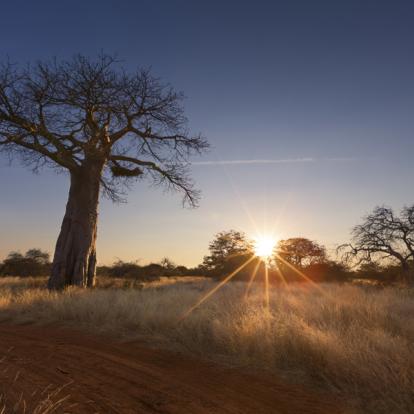 Circuit en Afrique du Sud - Safari à pied dans le Parc Kruger