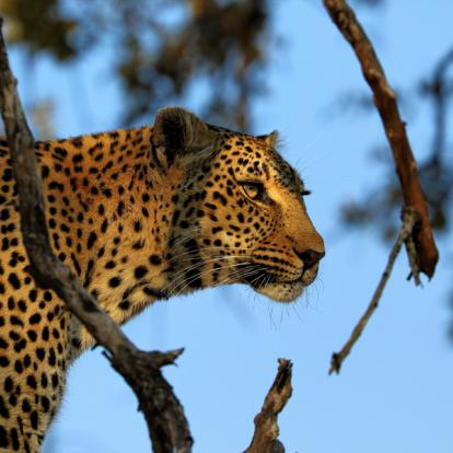 Circuit en Afrique du Sud - afari à pied dans le Parc Kruger