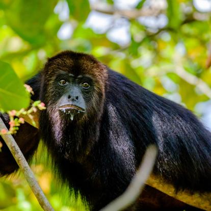 Community Baboon Sanctuary - Singe Hurleur Voyage au Belize - Voyage de noces dans les Caraïbes