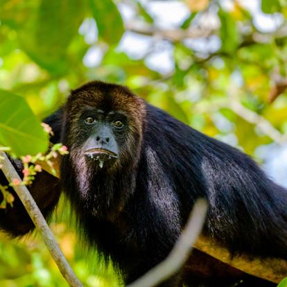 Community Baboon Sanctuary - Singe Hurleur Voyage au Belize - Entre Aventure et Incontournables