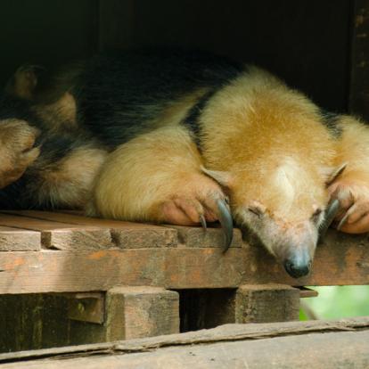 Belize Ciry Zoo - Southern tamandua Voyage au Belize - Du Nord au Sud