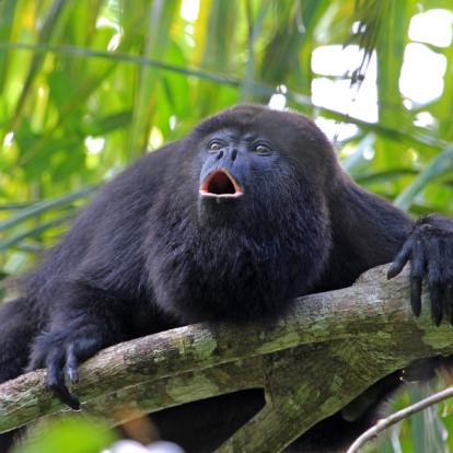 https://www.le-voyage-autrement.com/public/img/upload/tourstep/tour-4918/reserve-des-singes-hurleurs-san-ignacio/img-2019-12-20-09-13-24-j4---community-baboon-sanctuary---singe-hurleur-%C2%A9reisegraf---as_157427417-showfront-414-414.jpg