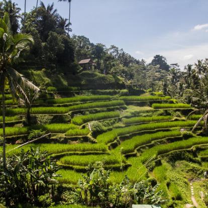 Voyage en Indonésie - De Java à Bali