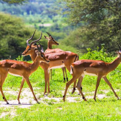 Safari en Tanzanie - Le nord et Zanzibar