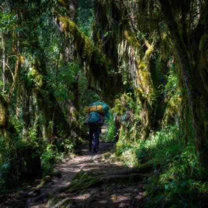 Circuit en Tanzanie - Kilimandjaro et safari
