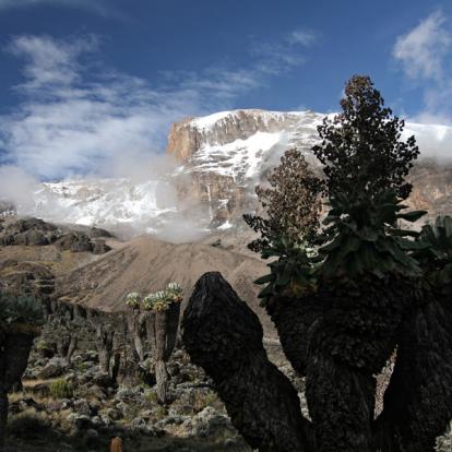 Circuit en Tanzanie - Kilimandjaro et safari