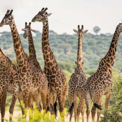 Circuit en Tanzanie - Kilimandjaro et safari