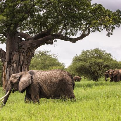 Voyage en Tanzanie - Kilimandjaro et safari