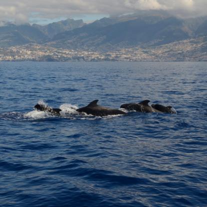 Voyage à Madère - Beautés Madériennes et extension lisboète