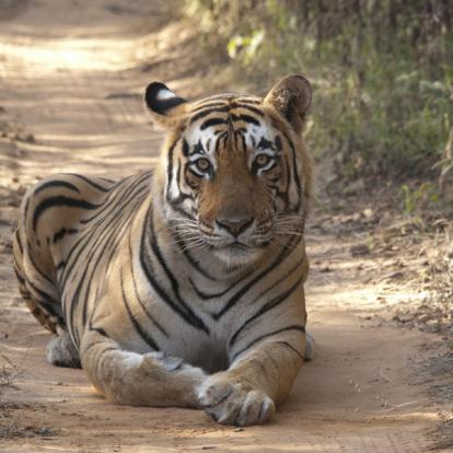 Circuit en Inde - Palais et Tigres en famille