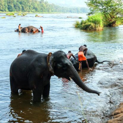 Voyage en Inde - En famille sur la piste des éléphants