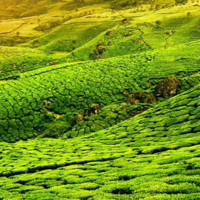 Séjour en Inde - Cure Ayurvéda