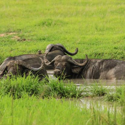 Mikumi National Park Voyage en Tanzanie - Terre sauvage et île secrète