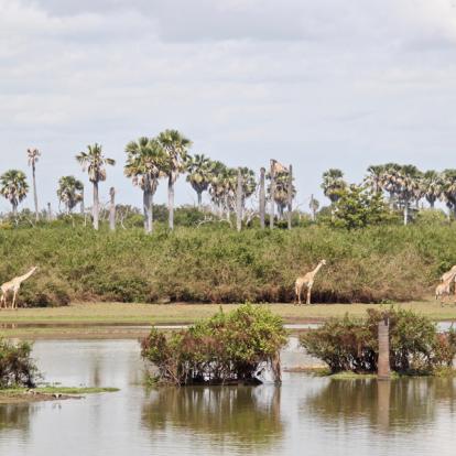 Voyage en Tanzanie - Terre sauvage et île secrète