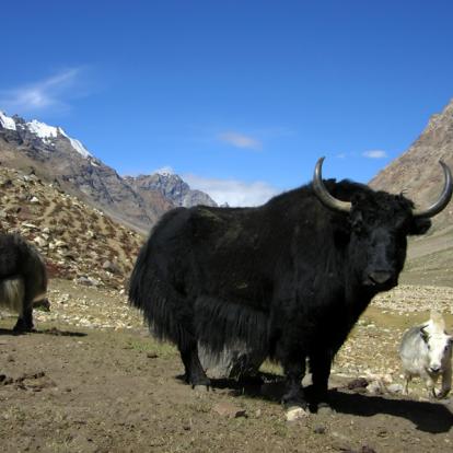 Voyage en Inde - La Grande Traversée du Zanskar