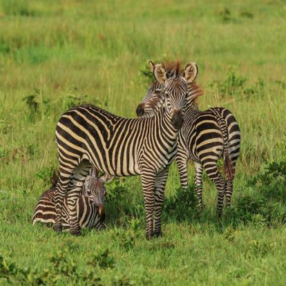 Mikumi NP Voyage en Tanzanie - Les Grands Parcs du Sud Tanzanien