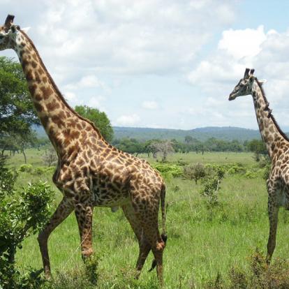 Safari en Tanzanie - Les Grands Parcs du Sud Tanzanien