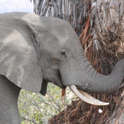 Safari en Tanzanie - Les Grands Parcs du Sud Tanzanien