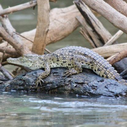 Voyage en Tanzanie - Les Grands Parcs du Sud Tanzanien