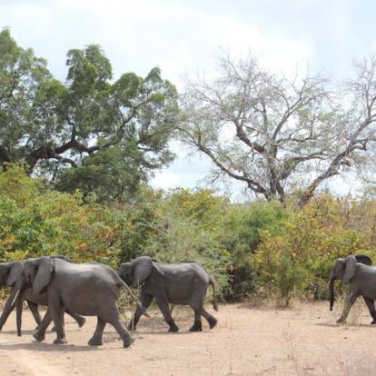 Safari en Tanzanie - Les Grands Parcs du Sud Tanzanien