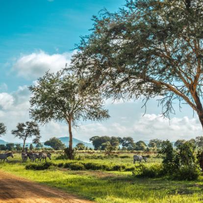 Mikumi National Park Voyage en Tanzanie - Grands Prédateurs et IIe aux Épices