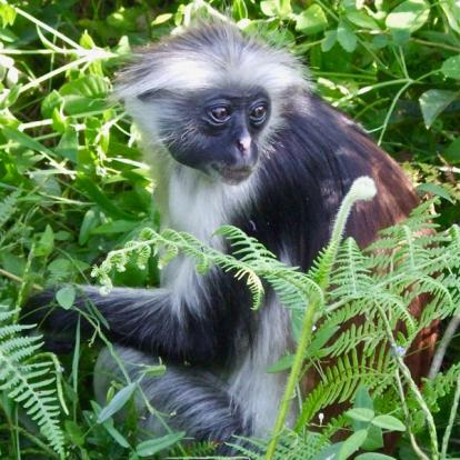 Voyage en Tanzanie - Grands Prédateurs et IIe aux Épices