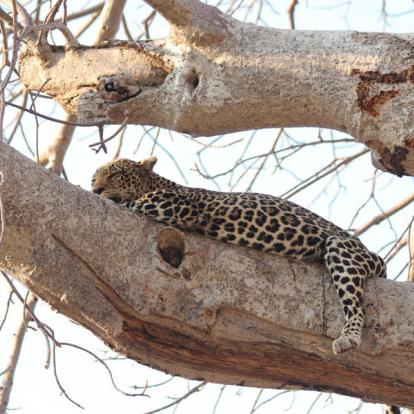 Safari en Tanzanie - Grands Prédateurs et IIe aux Épices