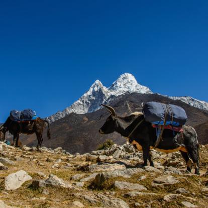 Circuit au Népal - Le Langtang et lacs de Gosainkund