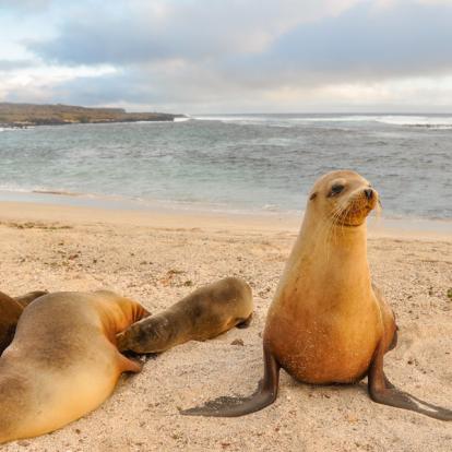 Galapagos - San Ceistobal - Loberia Beach Voyage en Equateur - Les Galápagos