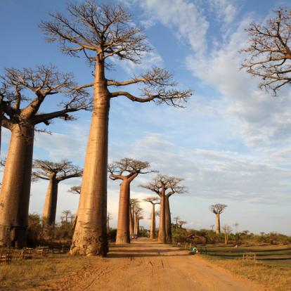 Voyage à Madagascar - Les Tsingys de Bemaraha