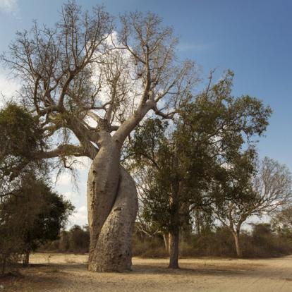 Circuit à Madagascar - A l’ombre des Baobabs
