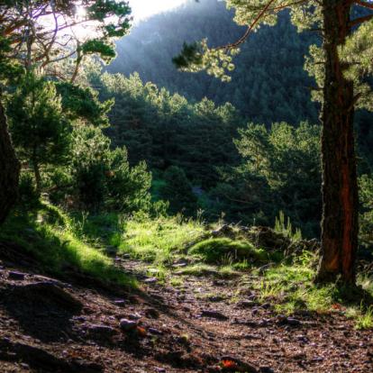Foret d'Andorre Voyage en Andorre - Eveil des sens