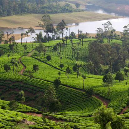 Circuit en Inde - Du Tamil Nadu au Kerala