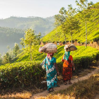 Voyage en Inde - Du Tamil Nadu au Kerala