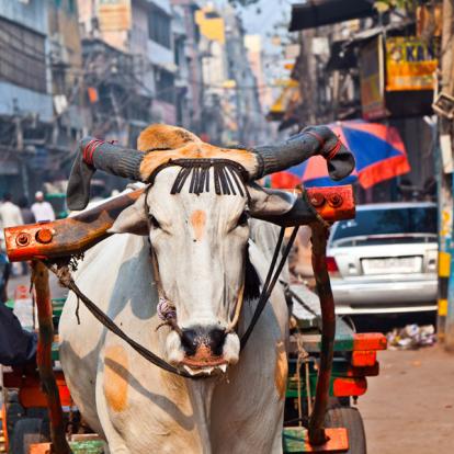 Voyage en Inde - Combiné du Rajasthan et Bénarès