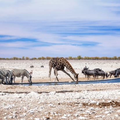 Circuit en Namibie - Safari 4x4 En Famille