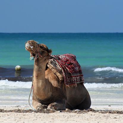 Voyage en Tunisie - Trek dans le Désert du Sahara