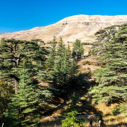 Circuit au Liban - Les trésors du Liban