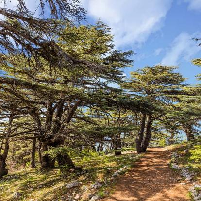Circuit au Liban - Sur les vieux sentiers