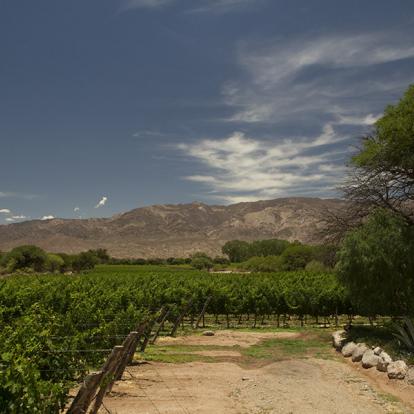 Circuit en Argentine - Culture Andine et Vignobles d'altitude