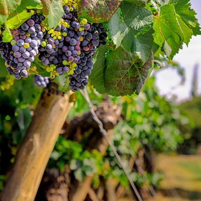 Circuit en Argentine - Culture Andine et Vignobles d'altitude
