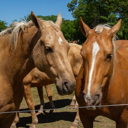 Circuit en Argentine - Randonnée Equestre dans les Vallées Calchaquies